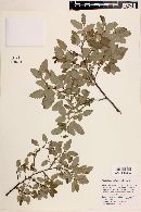 Nothofagus obliqua image