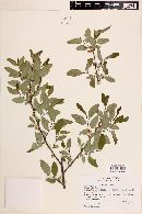 Nothofagus obliqua image