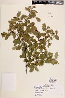 Nothofagus obliqua image