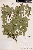 Nothofagus obliqua image