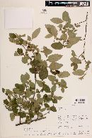 Nothofagus obliqua image