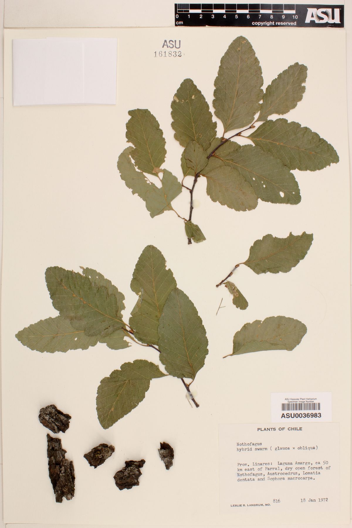 Nothofagus glauca X obliqua image