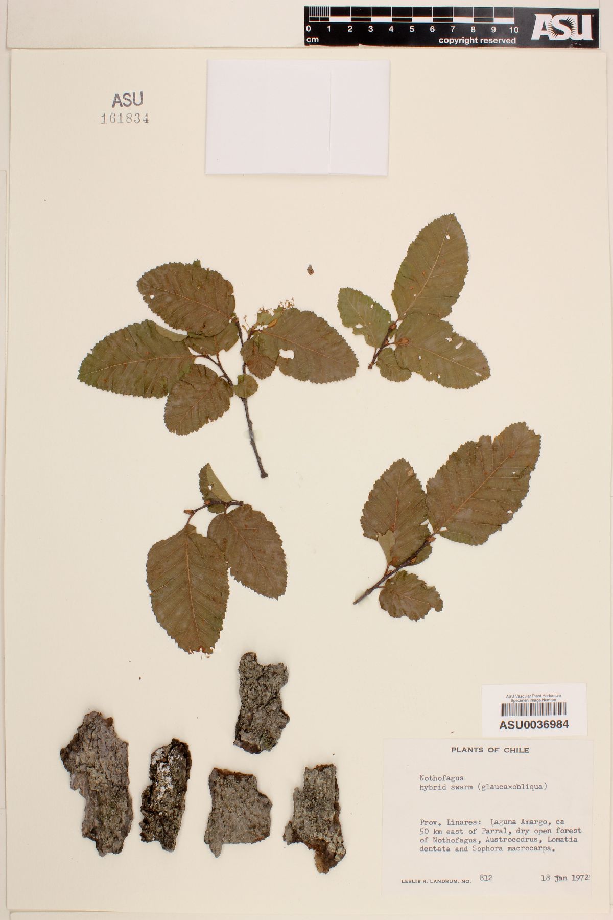 Nothofagus glauca X obliqua image