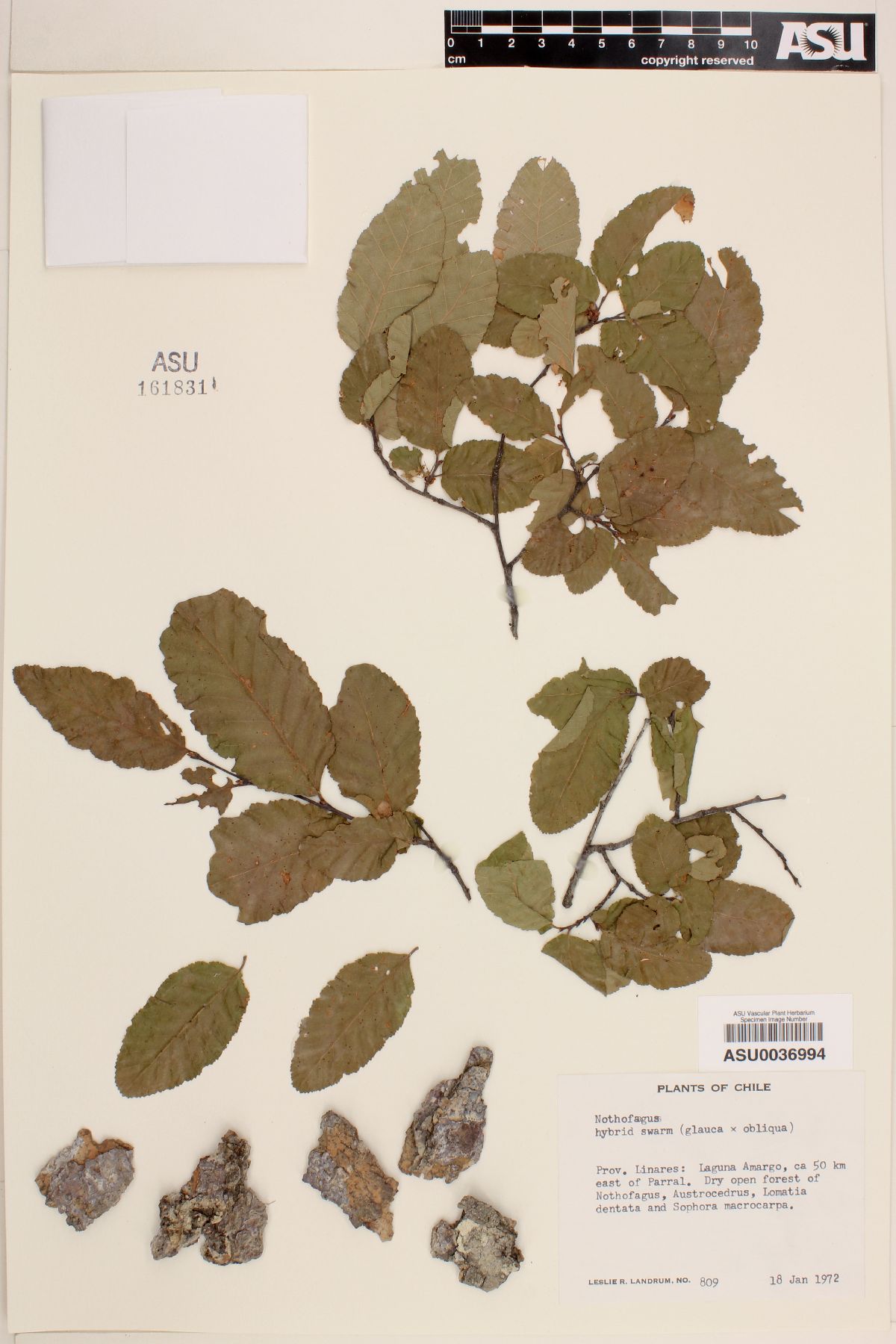 Nothofagus glauca X obliqua image