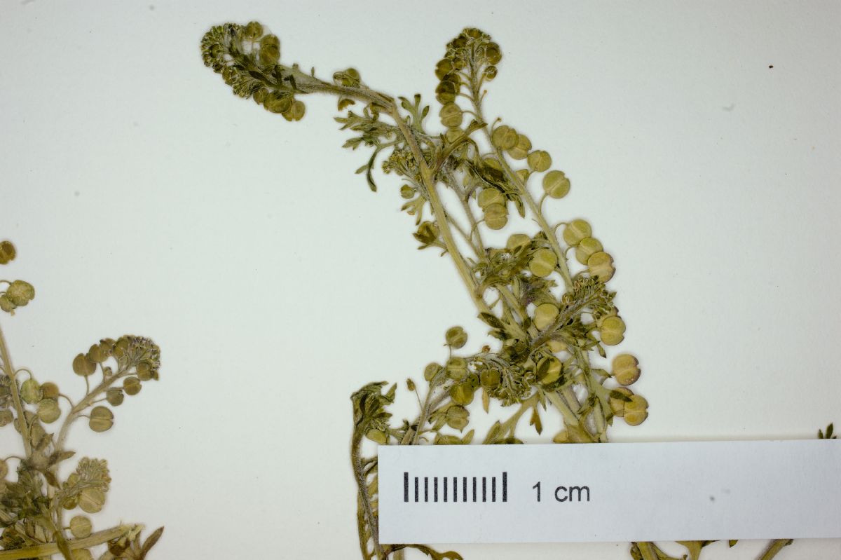 Lepidium pseudodidymum image