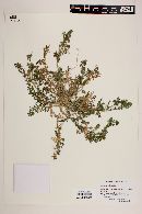 Lepidium didymum image