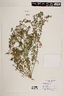 Lepidium didymum image