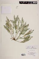 Lepidium lasiocarpum image