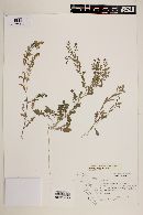 Lepidium lasiocarpum image