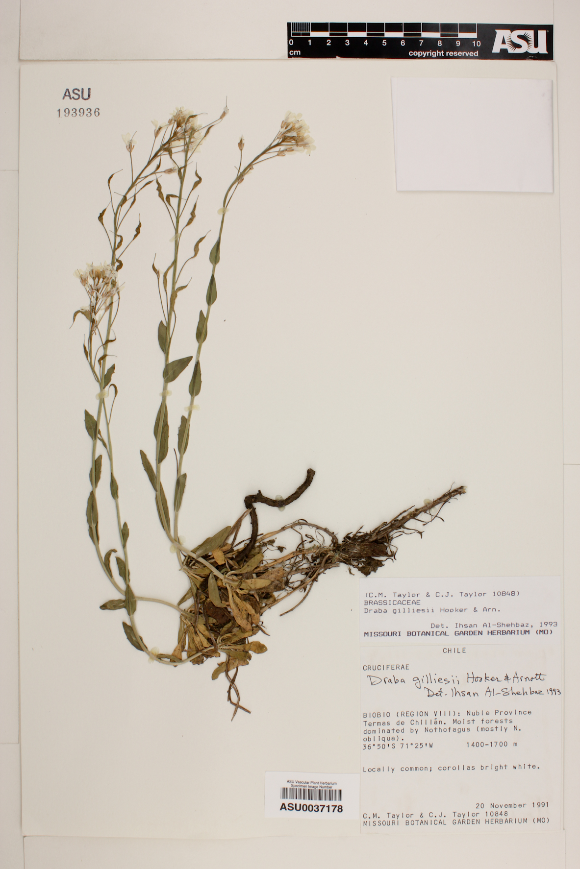 Draba gilliesii image