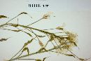 Draba gilliesii image