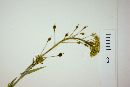 Camelina microcarpa image