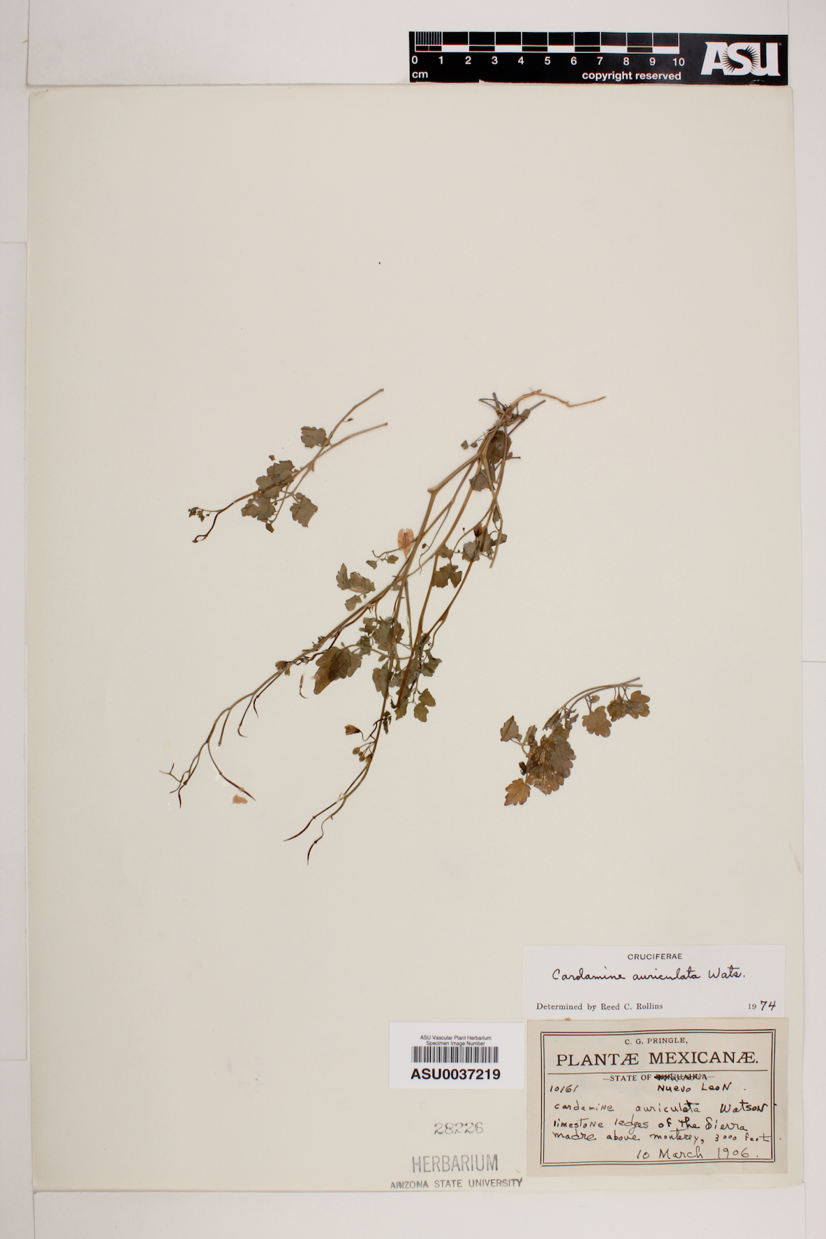 Cardamine auriculata image