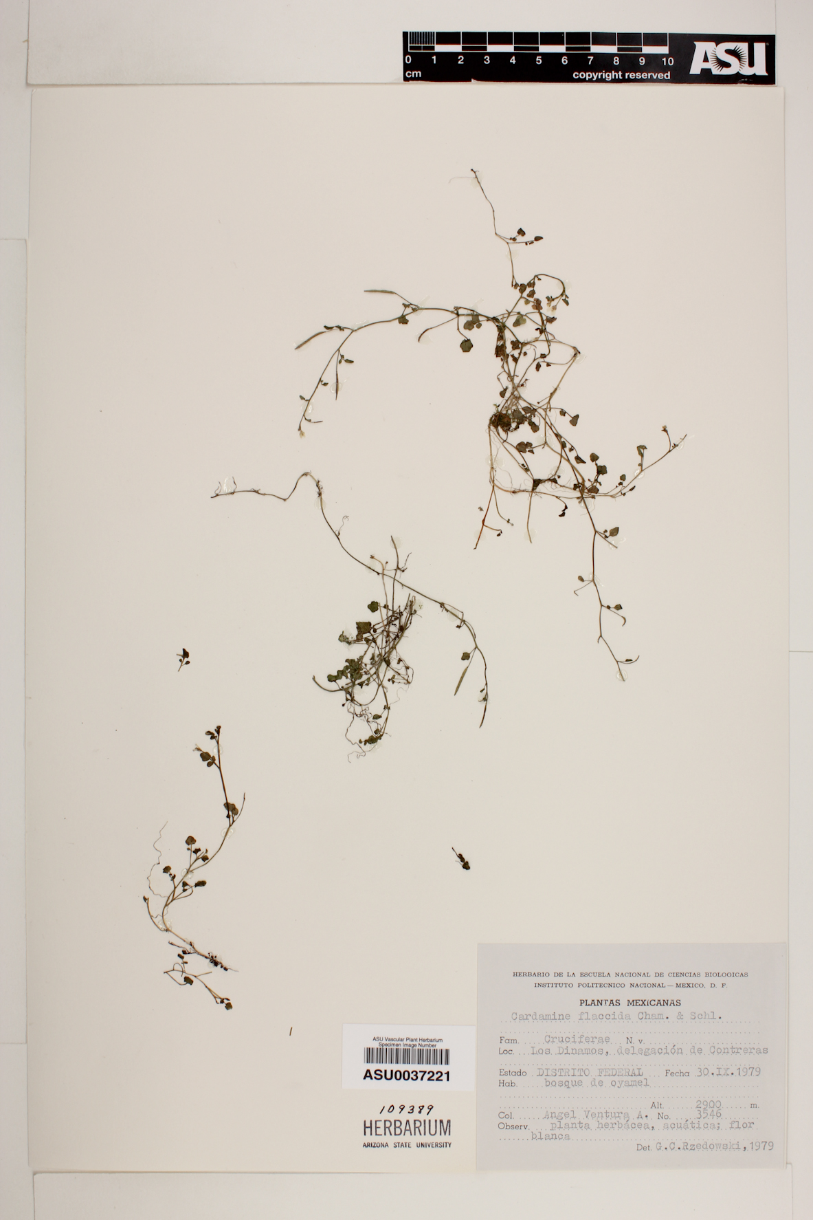 Cardamine flaccida image