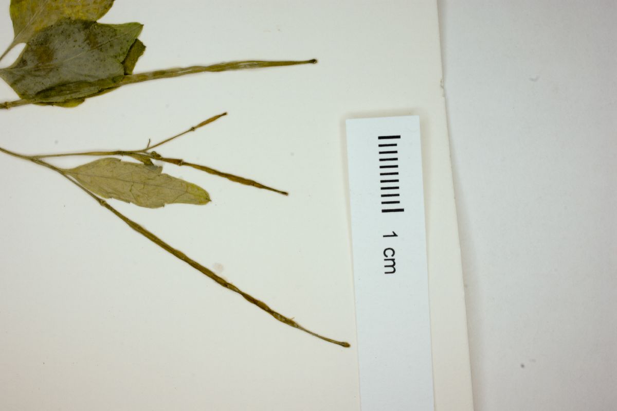 Cardamine fulcrata image