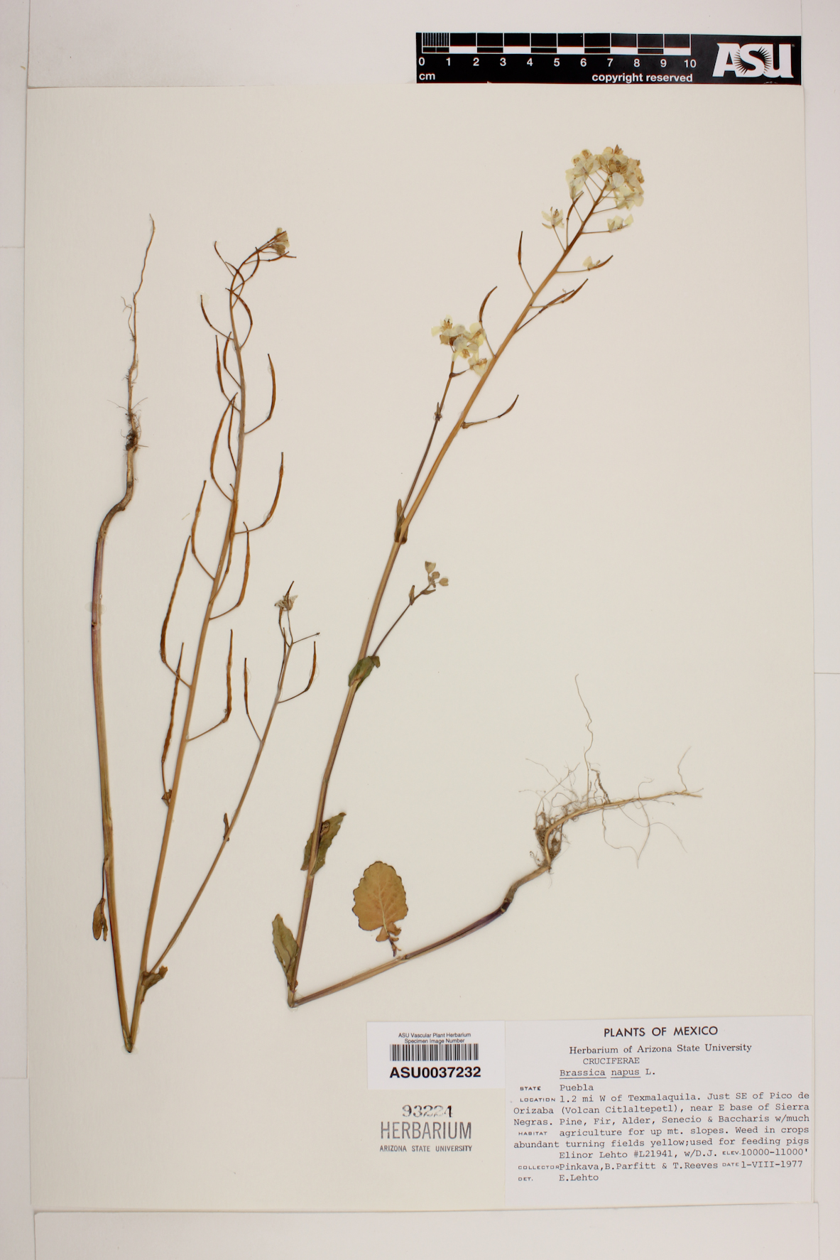 Brassica napus image