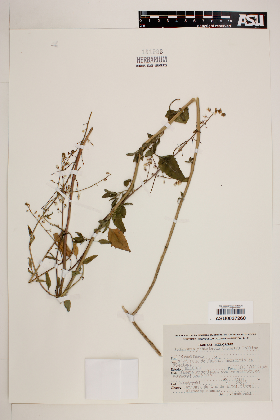 Iodanthus petiolatus image