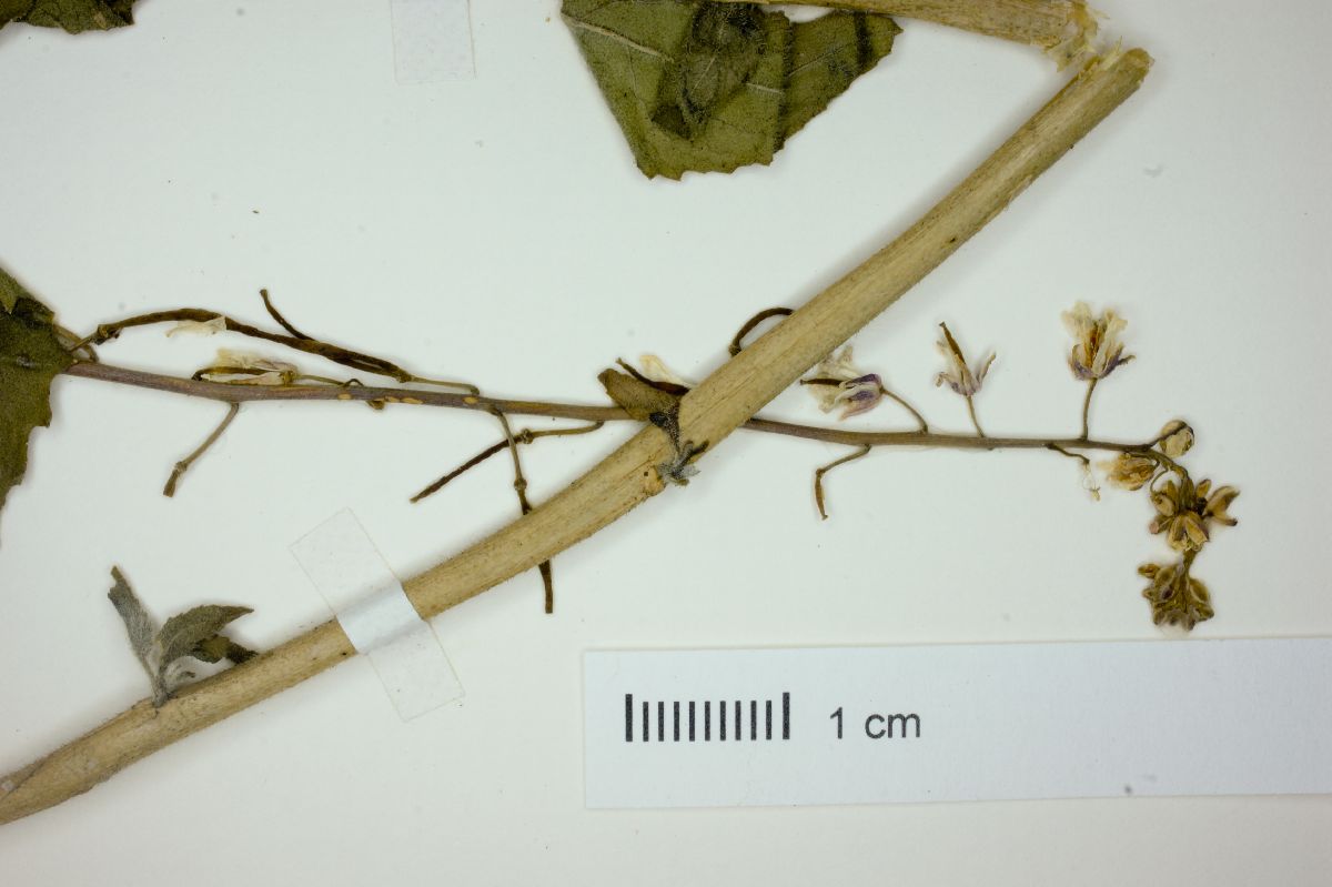 Iodanthus petiolatus image