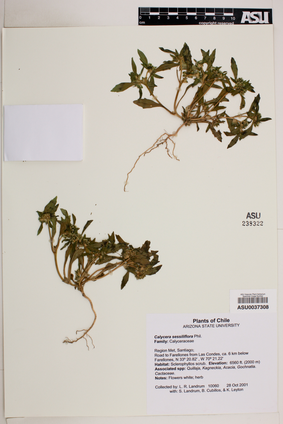 Calycera sessiliflora image