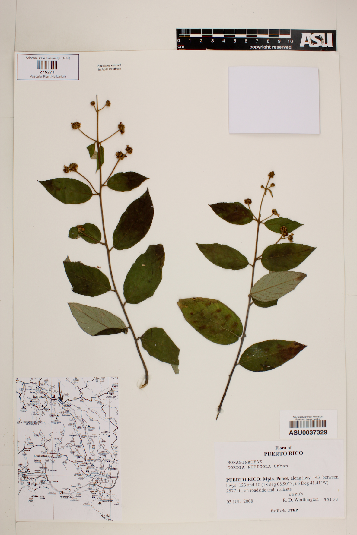 Cordia rupicola image