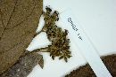 Cordia trachyphylla image