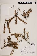 Berberis empetrifolia image