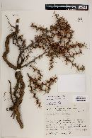 Berberis empetrifolia image