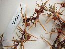 Berberis empetrifolia image