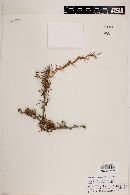 Berberis empetrifolia image
