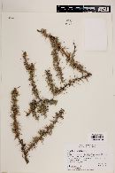 Berberis empetrifolia image