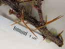 Berberis empetrifolia image