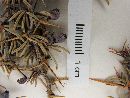 Berberis empetrifolia image