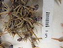 Berberis empetrifolia image