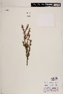 Berberis empetrifolia image