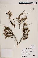 Berberis empetrifolia image