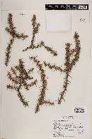 Berberis empetrifolia image