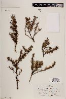 Berberis empetrifolia image