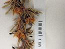Berberis empetrifolia image