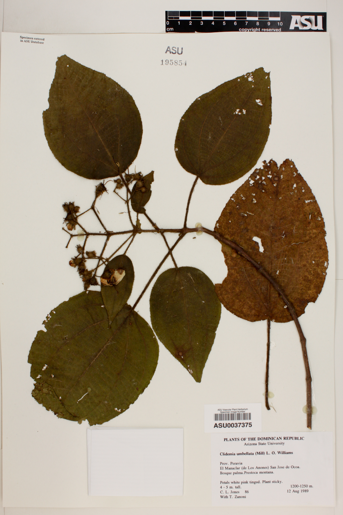 Clidemia umbellata image