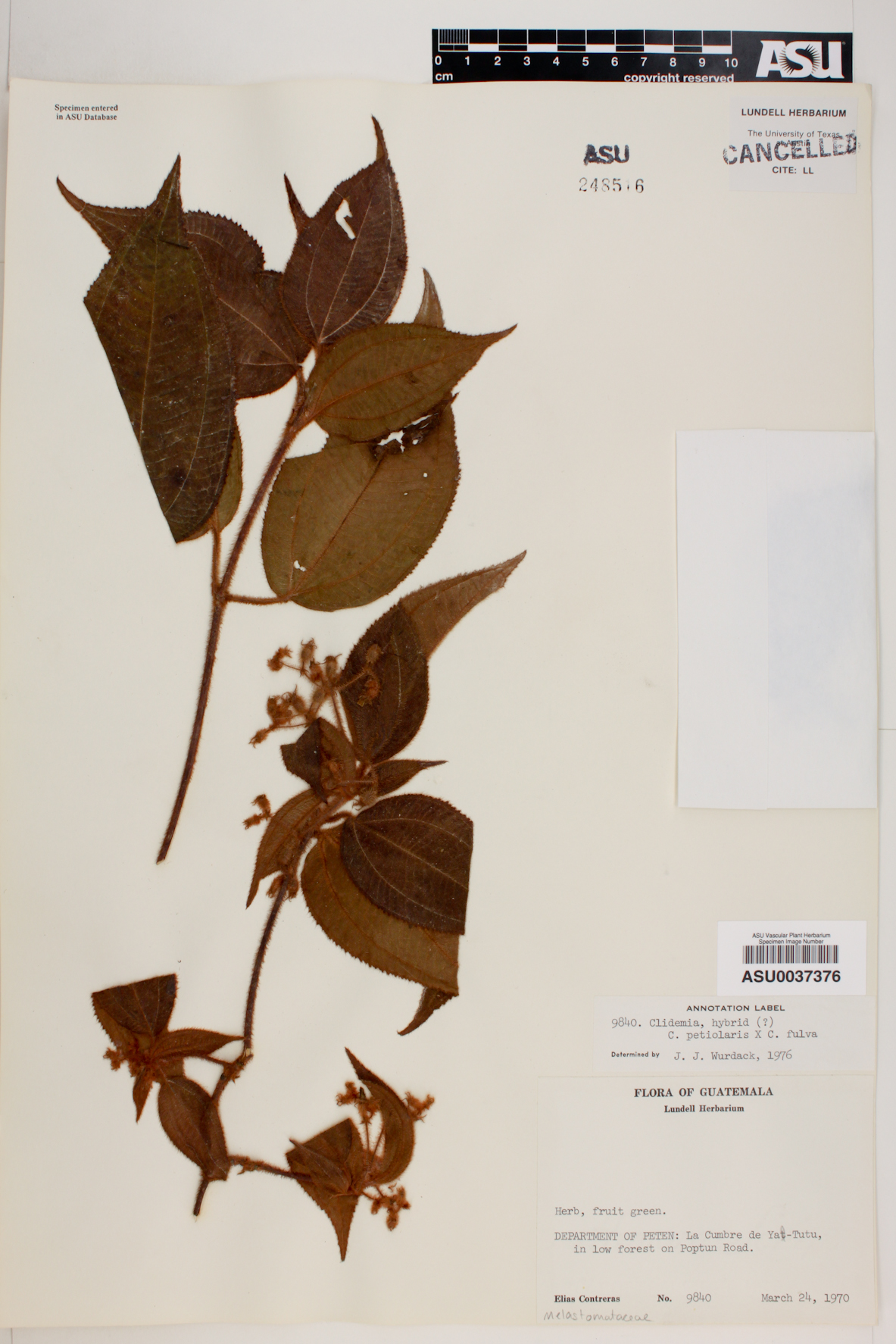 Miconia petiolaris image