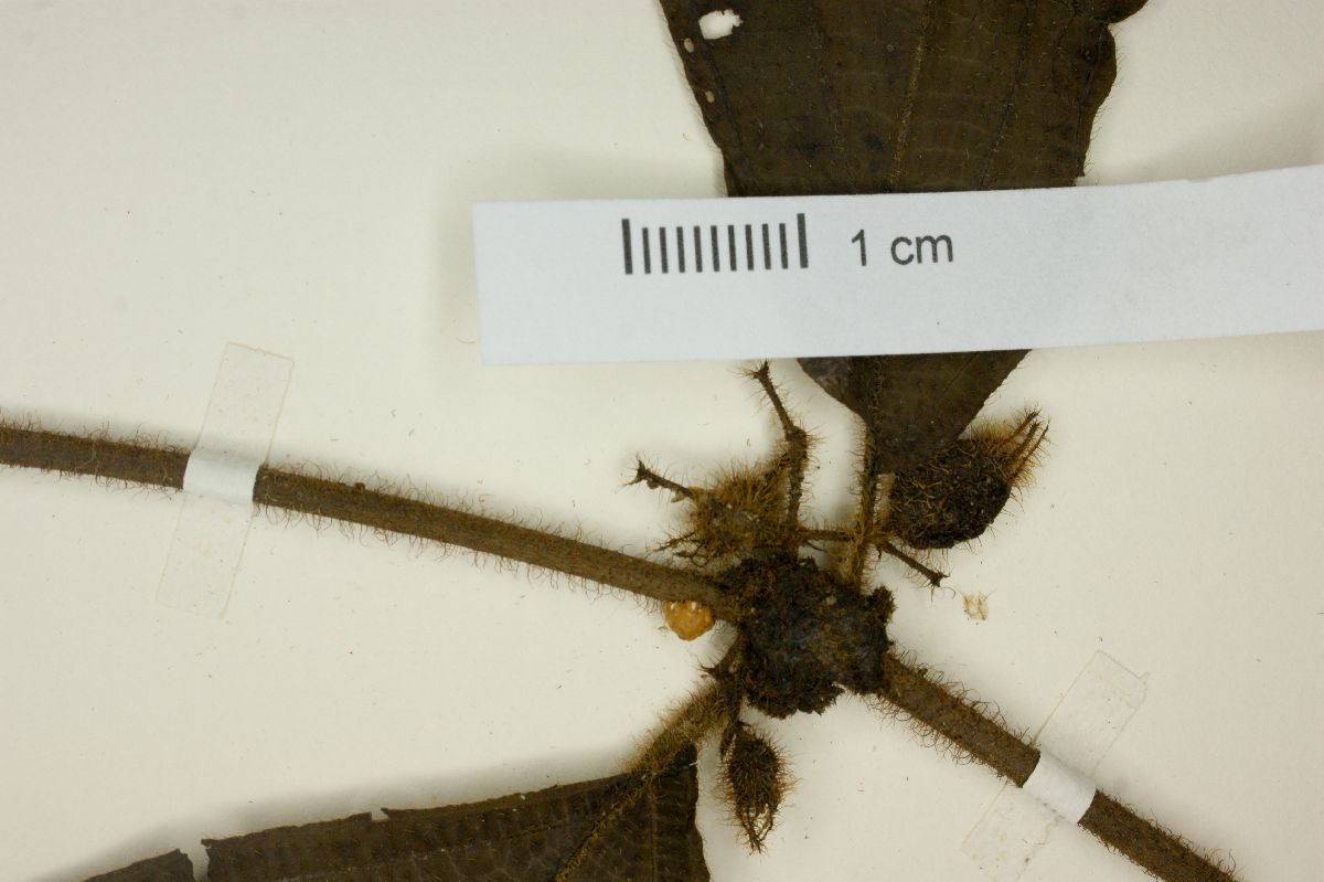 Clidemia dentata image