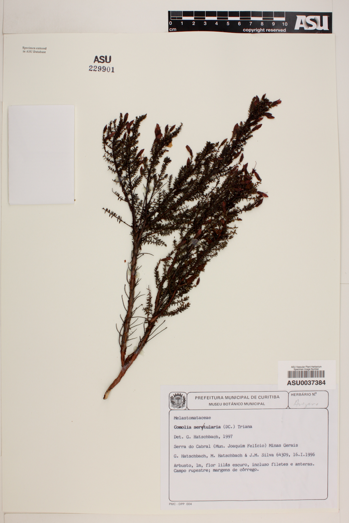 Comolia sertularia image