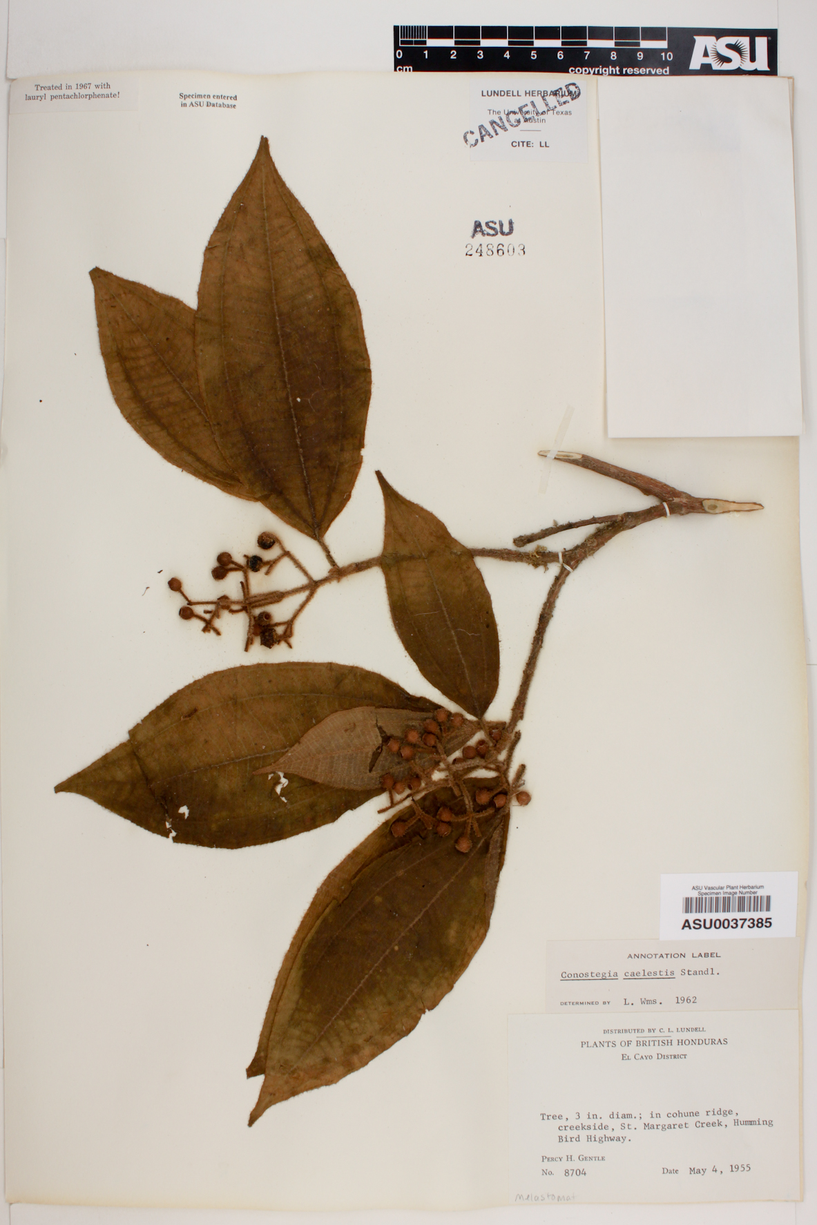 Conostegia caelestis image