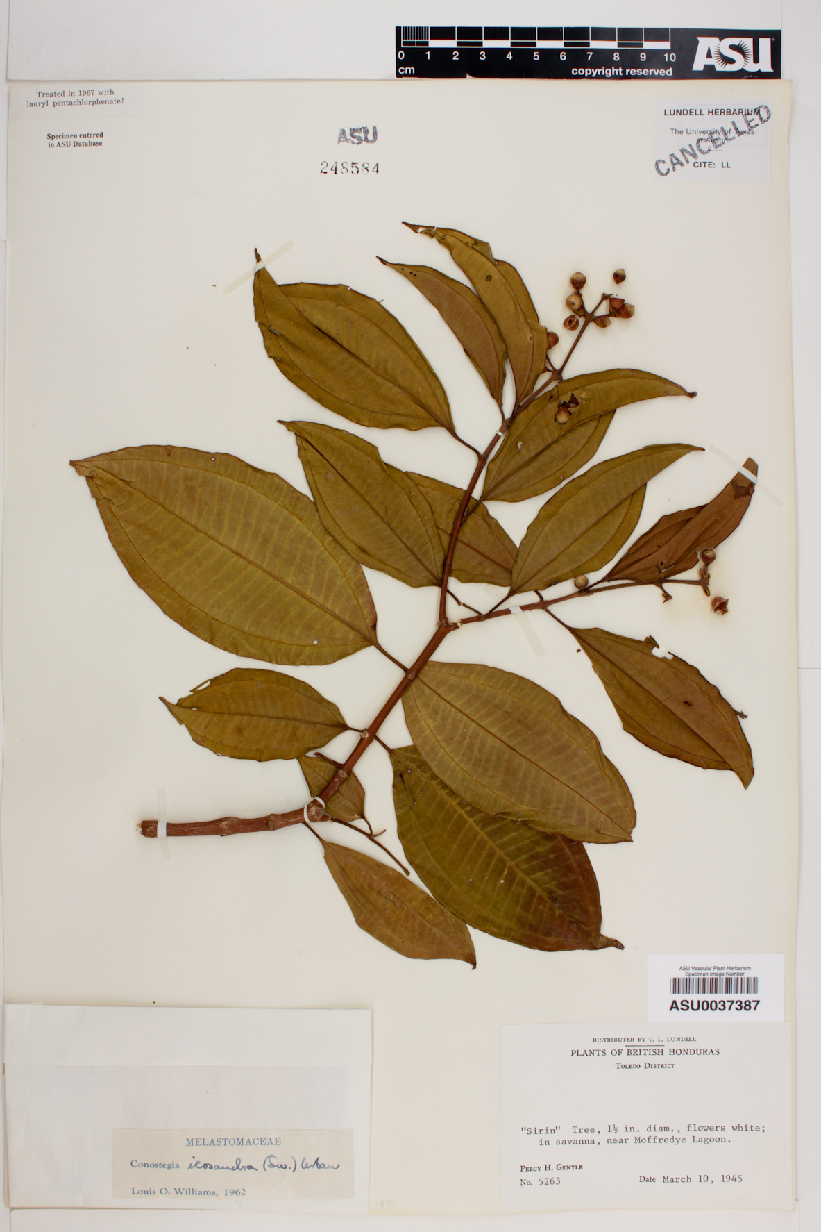 Conostegia icosandra image