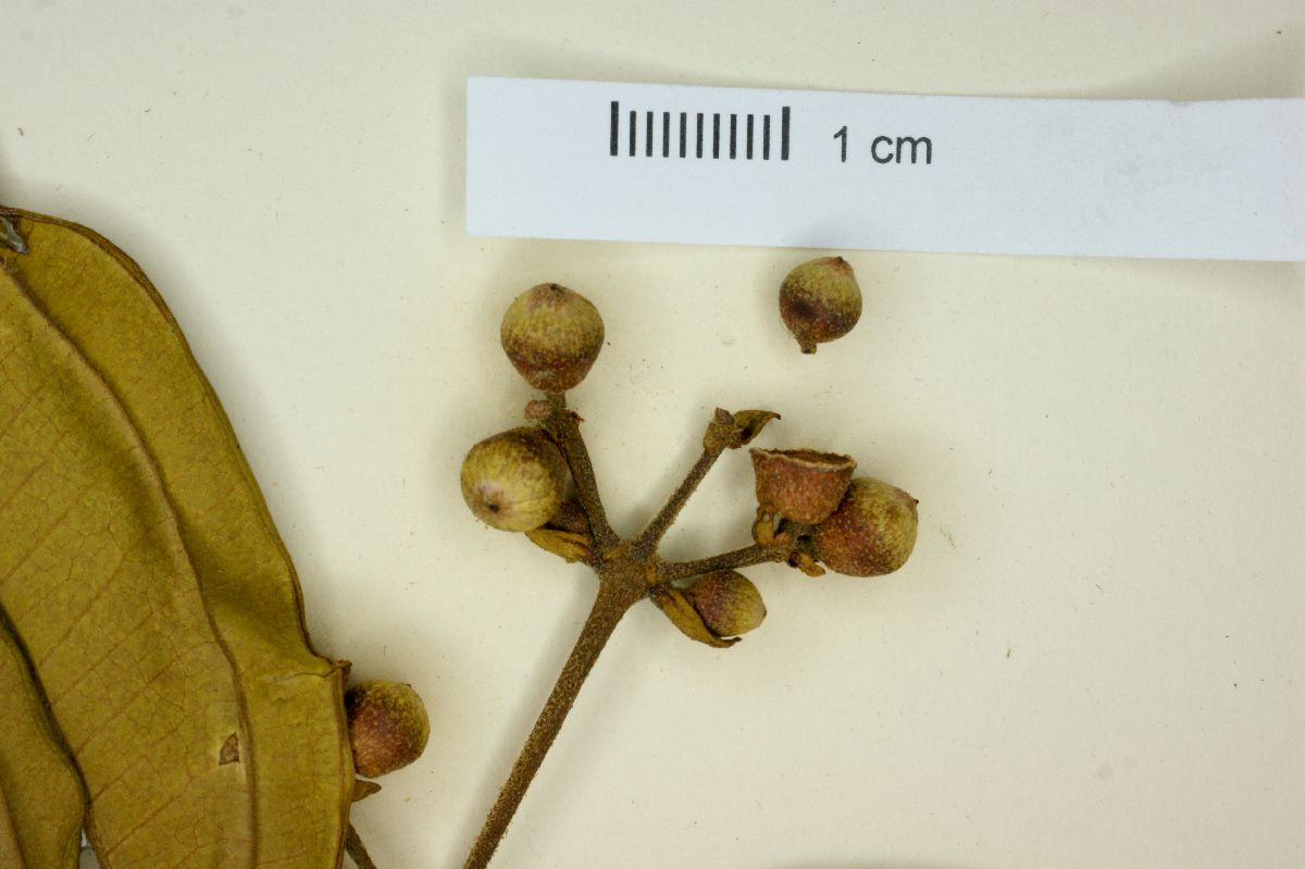 Conostegia icosandra image
