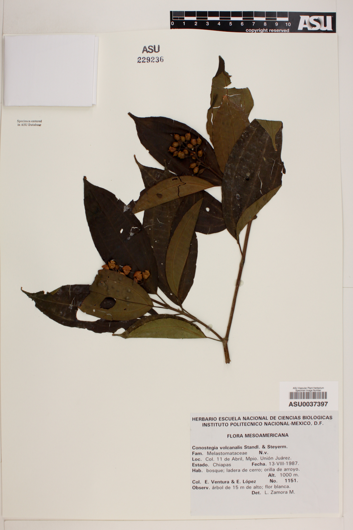 Conostegia volcanalis image