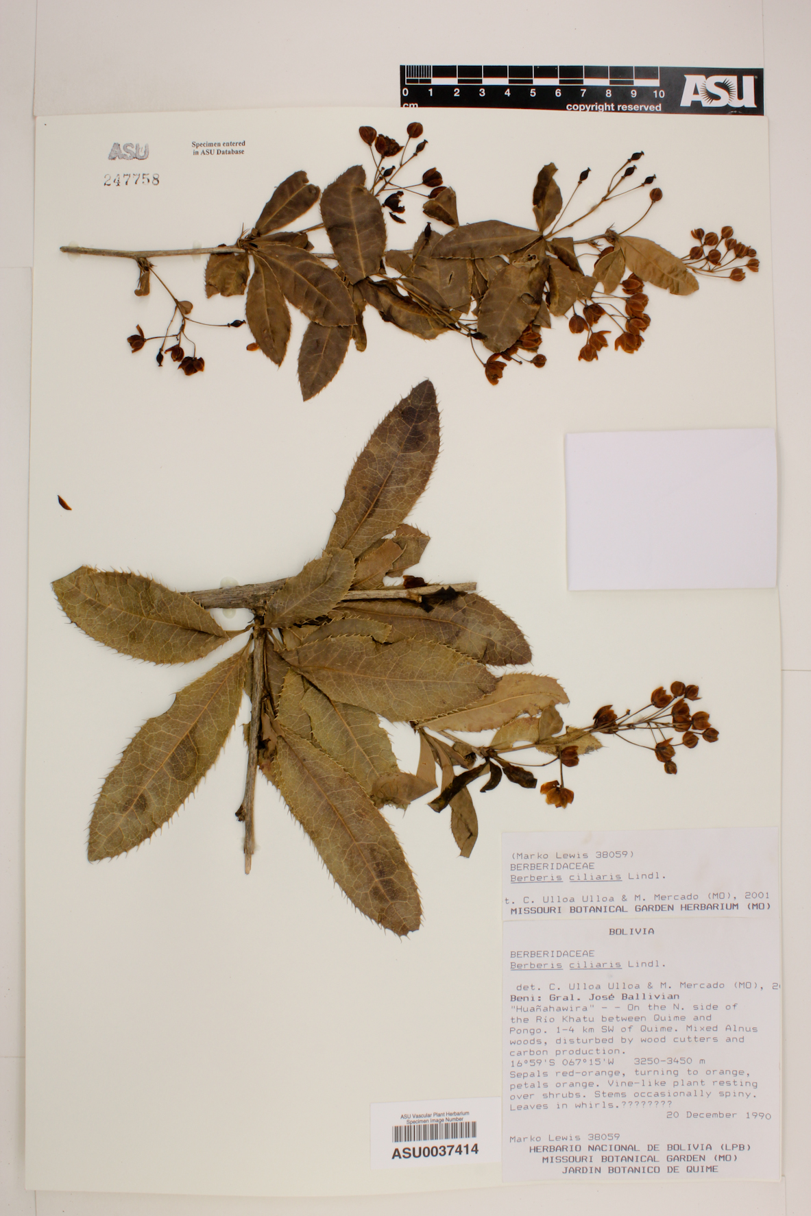 Berberis ciliaris image