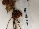 Berberis ciliaris image