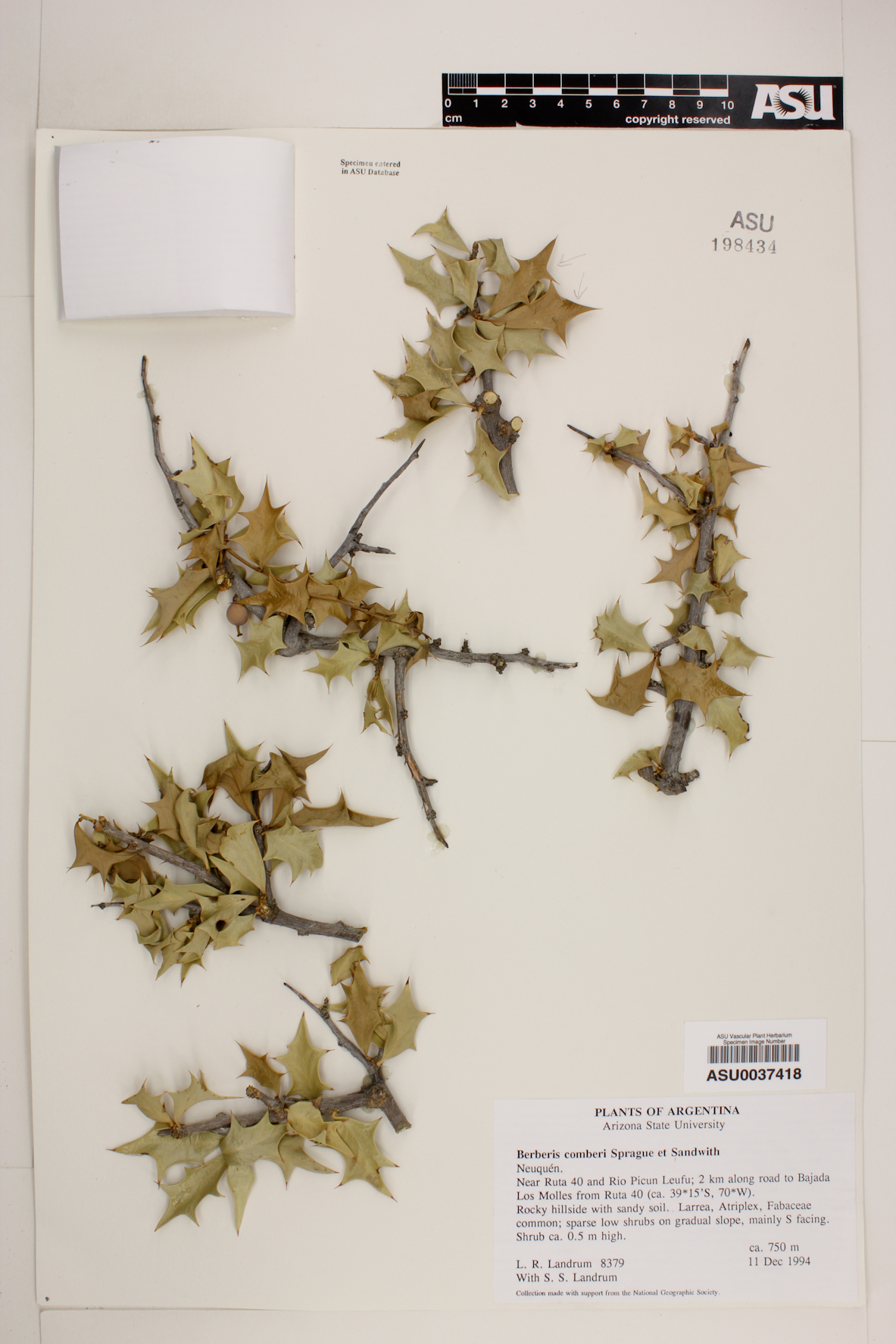 Berberis comberi image