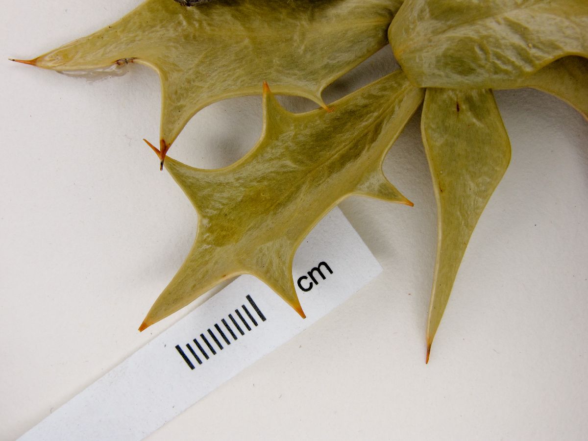 Berberis comberi image